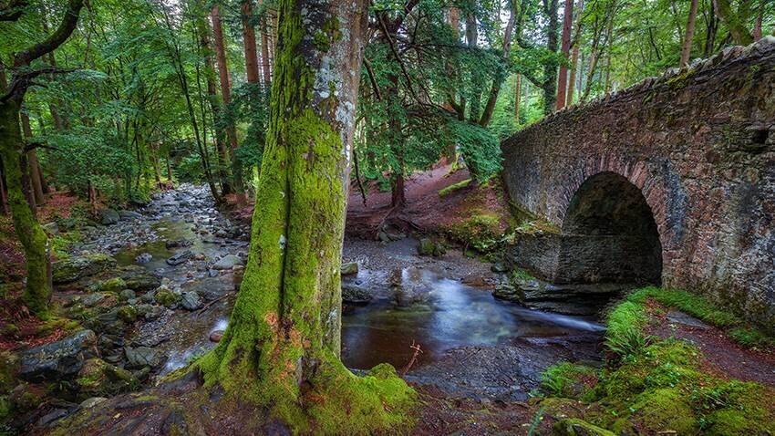 Tollymore Forest, Northern Ireland (Copy)