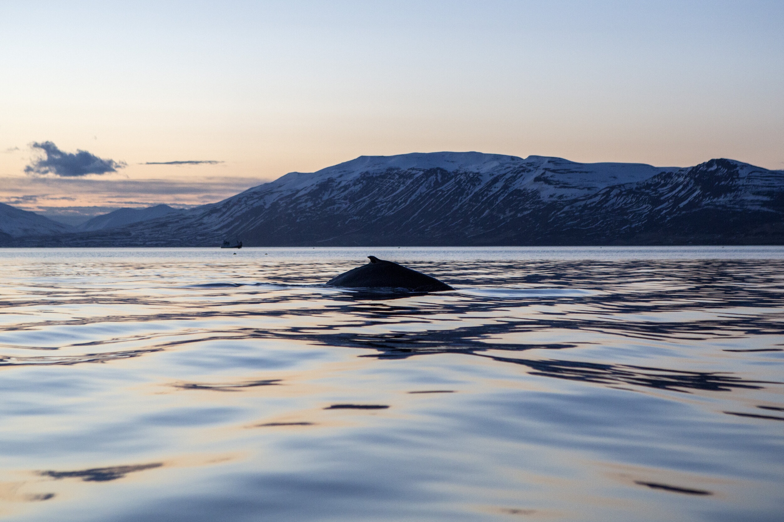 Akureyri Whale Watching at Sunset